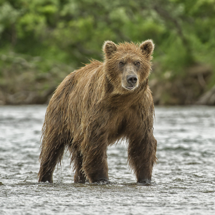 Katmai National Park