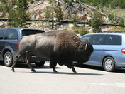Yellowstone National Park