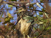 Black Crowned Night Heron (Juvenile)
