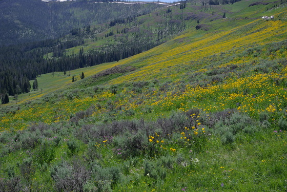 Yellowstone National Park