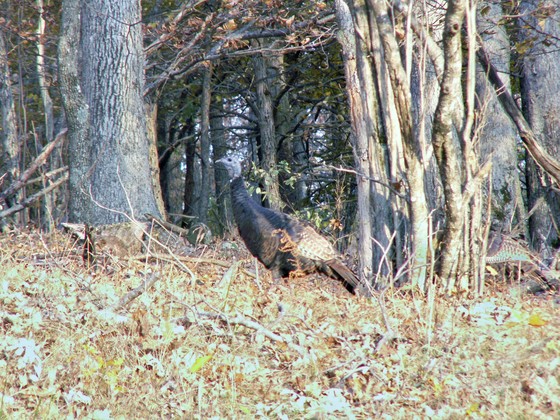 Shenandoah National Park