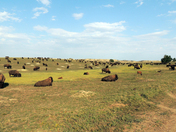 Theodore Roosevelt National Park