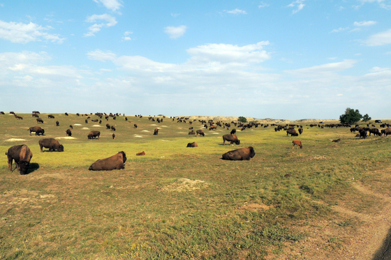 Theodore Roosevelt National Park
