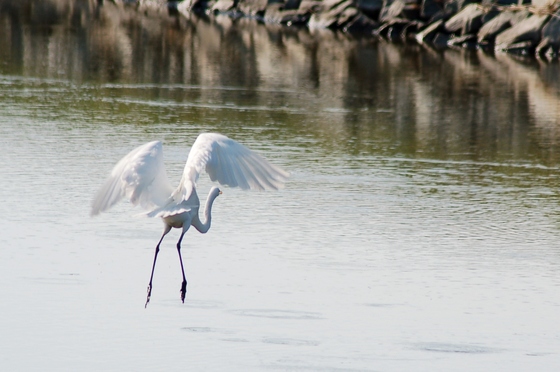 Blackwater NWR