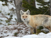Yellowstone National Park