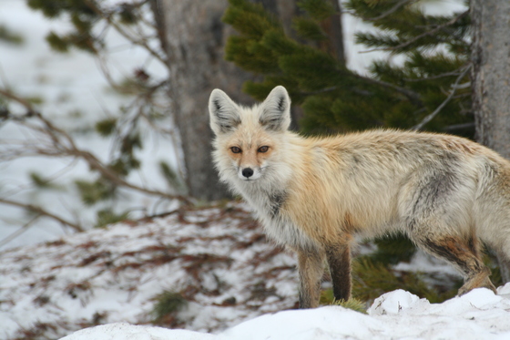 Yellowstone National Park