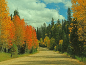 kaibab national forest
