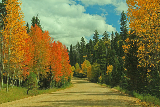 kaibab national forest