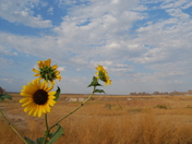 Badlands National Park