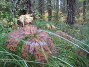 Gifford Pinchot National Forest
