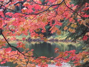 Gifford Pinchot National Forest