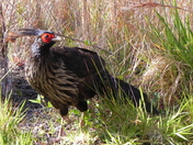 Hawaii Volcanoes National Park