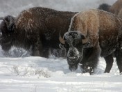 Grand Teton National Park