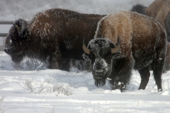 Grand Teton National Park