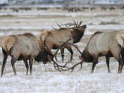 National Elk Rufuge, US Fish & Wildlife Service