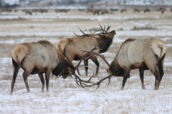 National Elk Rufuge, US Fish & Wildlife Service