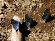 Jennie Lakes Wilderness
