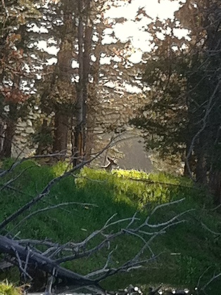 Yellowstone National Park