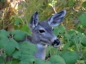 Sequioa National Park