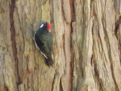 Yosemite National Park