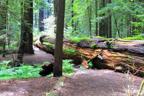 Redwoods National Forest