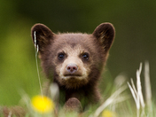 Blackbear cub