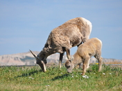 Badlands National Park