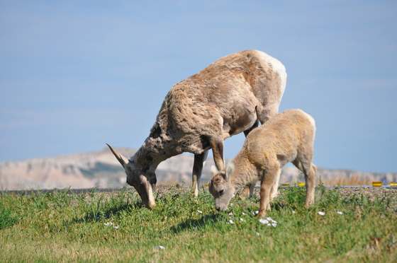 Badlands National Park