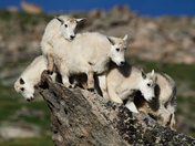 Mount Evans Scenic Byway Colorado