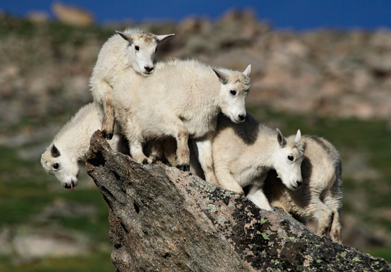 Mount Evans Scenic Byway Colorado