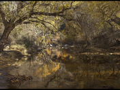 Sabino Canyon National Recreation Area