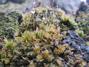 Willamette National Forest