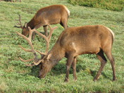 ROCKY MOUNTAIN NATIONAL PARK