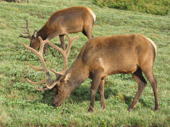 ROCKY MOUNTAIN NATIONAL PARK