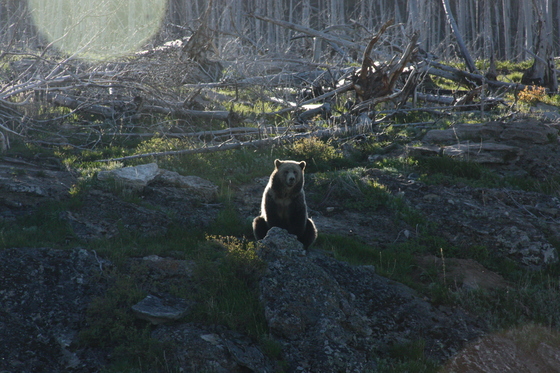 Yellowstone