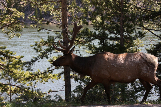 Yellowstone