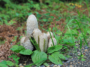 Shaggy ink cap