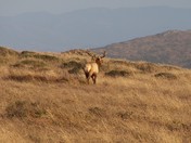 Point Reyes National Seashore