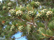 Imperial Point/Grand Canyon North