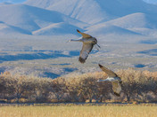 Bosque del Apache National Wildlife Refuge