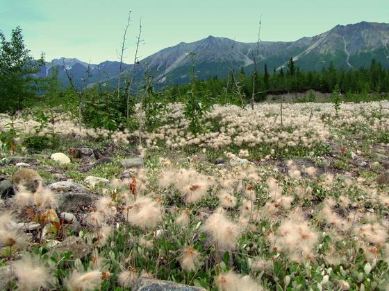 Wrangell-Elias NP