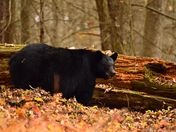 Great Smoky Mountains National Park