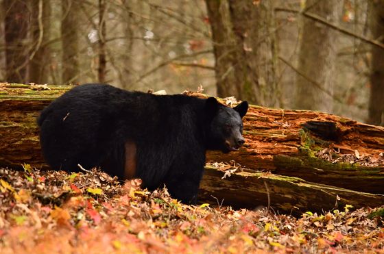 Great Smoky Mountains National Park