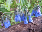 Heart Mountain Trail