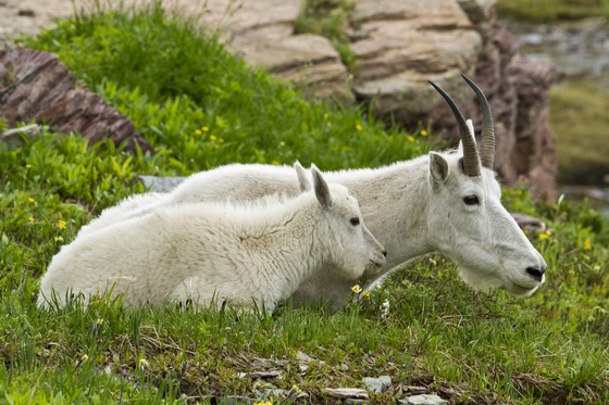 Glacier National Park