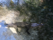Juniper Springs in the Ocala National Forest