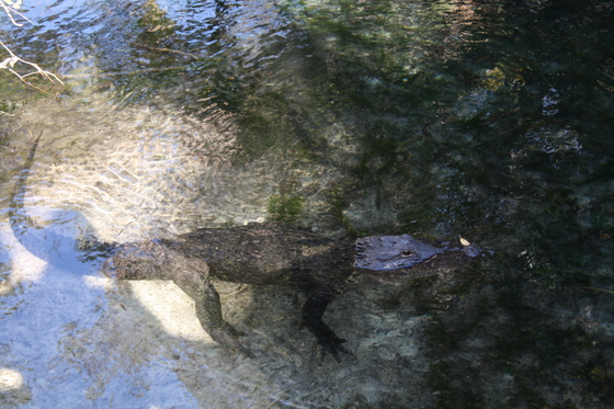 Juniper Springs in the Ocala National Forest
