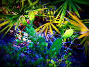 Juniper Springs in the Ocala National Forest