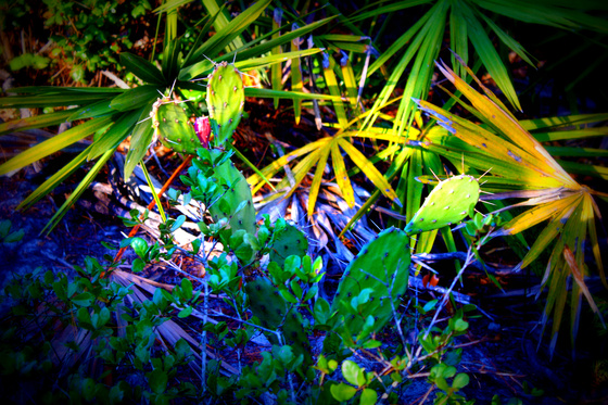 Juniper Springs in the Ocala National Forest