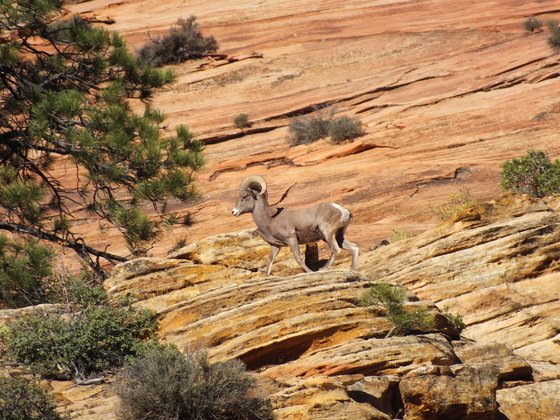 Zion National Park